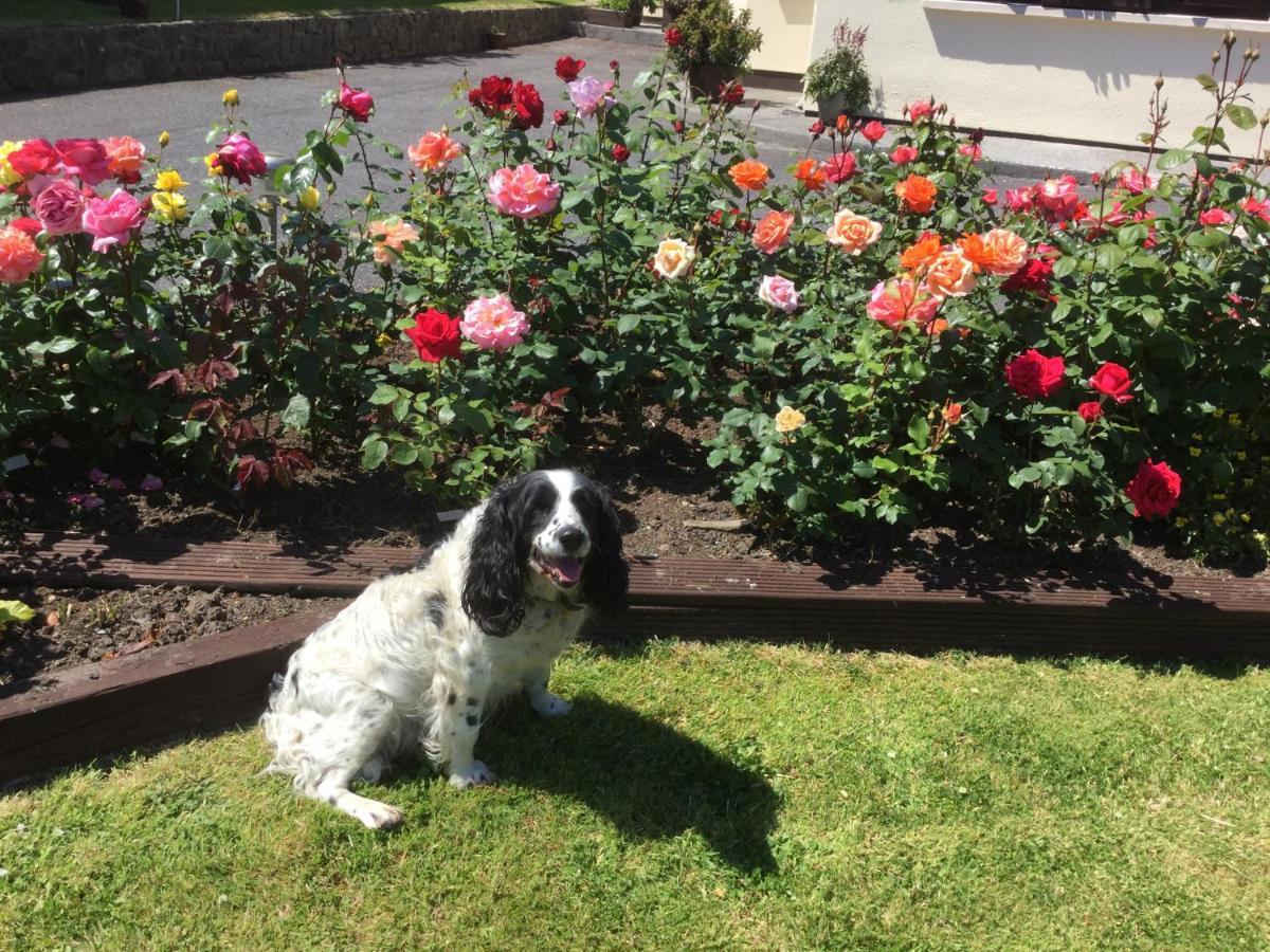 Weir View Bed And Breakfast Durrow Dış mekan fotoğraf